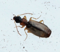 Philorhizus melanocephalus