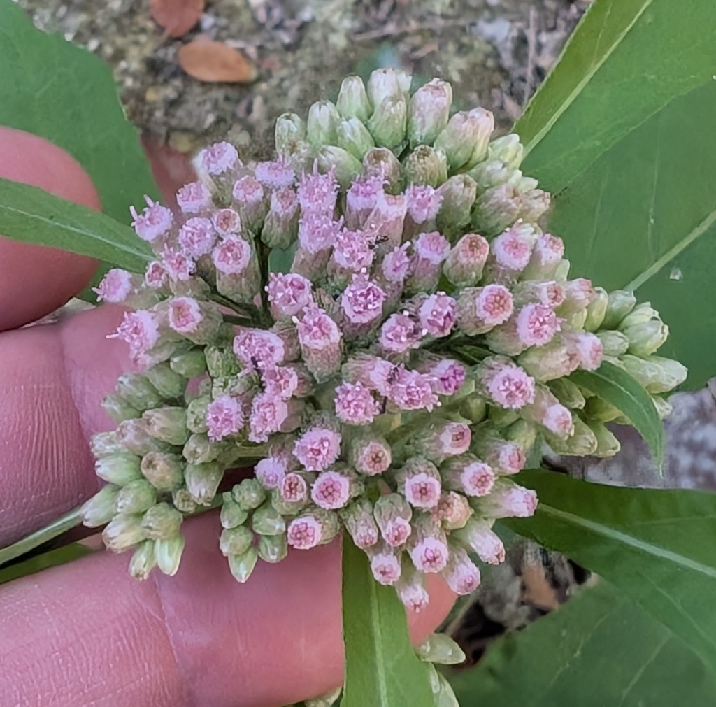 Pluchea camphorata; photograph author not stated, no rights reserved