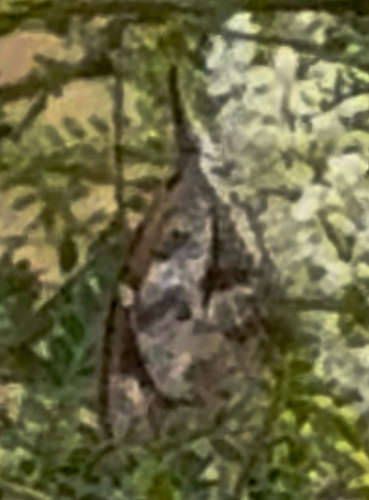 American Snout