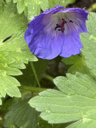 Geranium erianthum, photograph 4