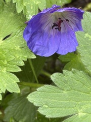 Geranium erianthum, photograph (c) Rosario Douglas, some rights reserved (CC BY)