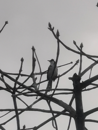 Red-whiskered Bulbul