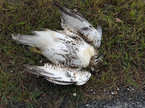 Red-tailed Hawk