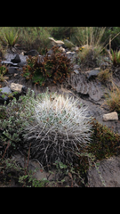 Thelocactus macdowellii