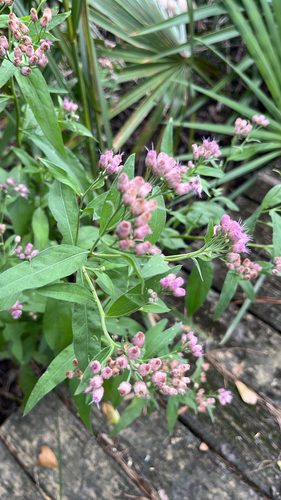 marsh fleabane