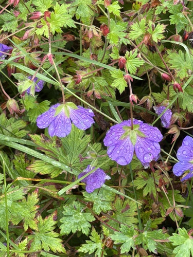 Geranium erianthum, photograph 5