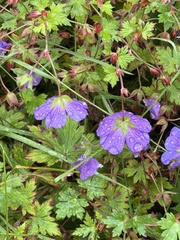 Geranium erianthum, photograph (c) Rosario Douglas, some rights reserved (CC BY)