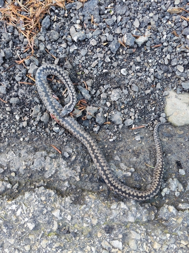 Adder