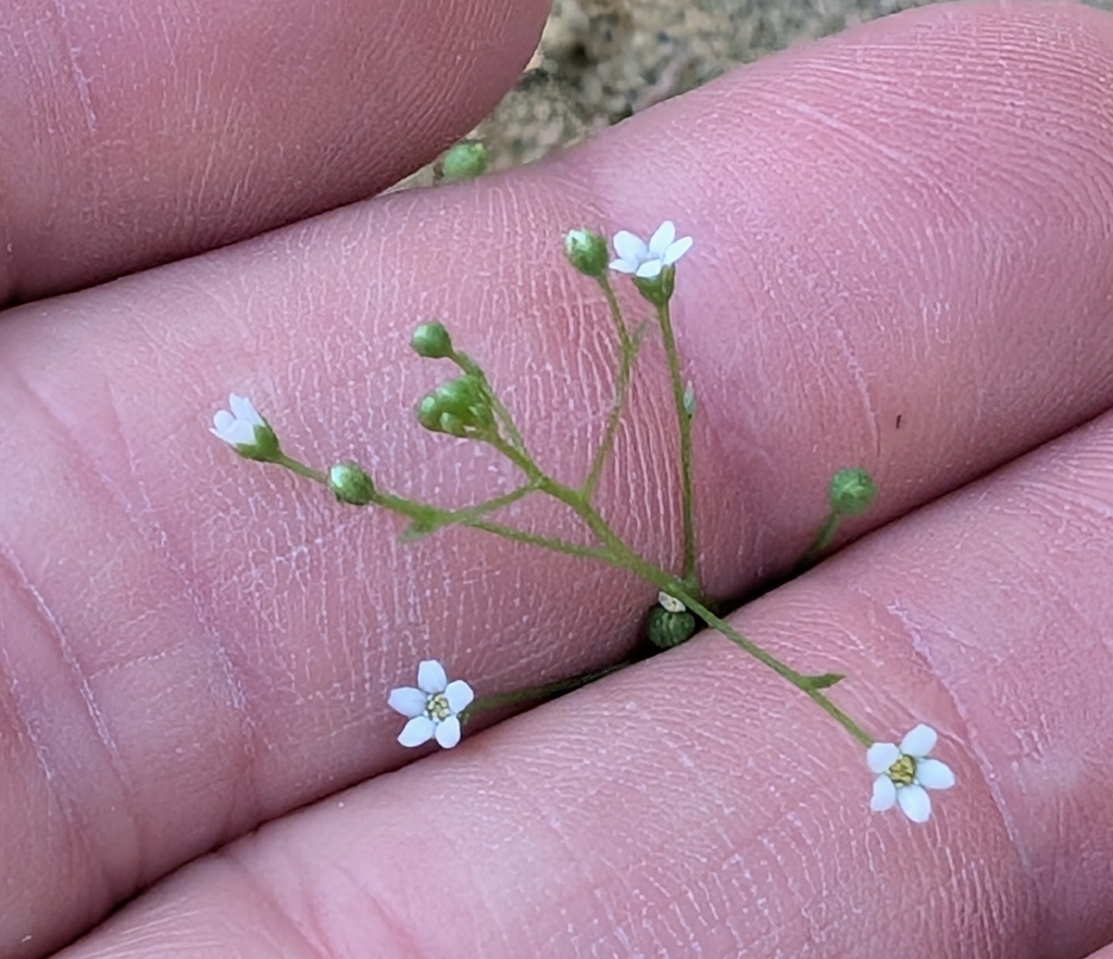 Samolus parviflorus; photograph author not stated, no rights reserved