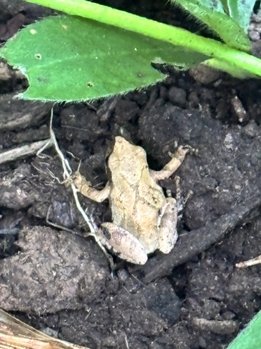 Spring Peeper