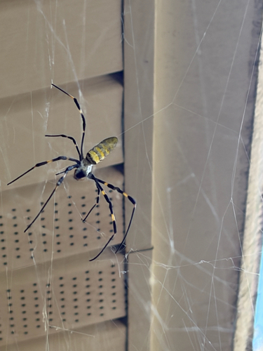 Joro Spider