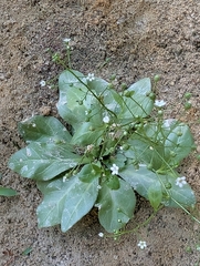 author not stated, no rights reserved Samolus parviflorus, photograph author not stated, no rights reserved