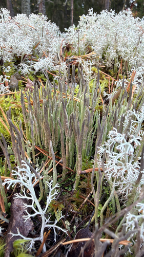 Bighorn Lichen
