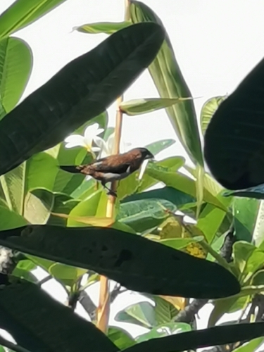 White-rumped Munia
