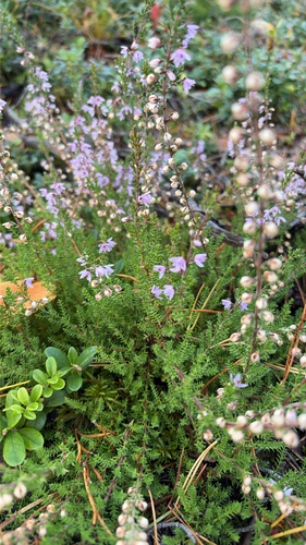 common heather