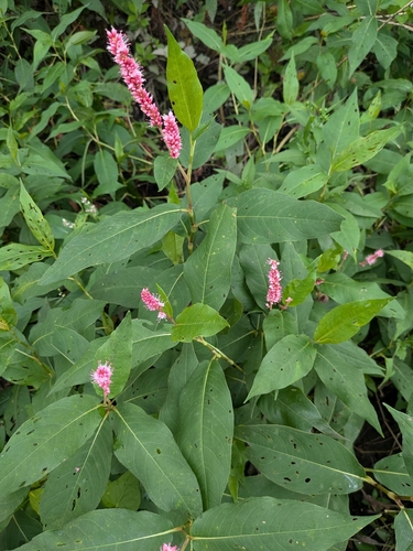 longroot smartweed