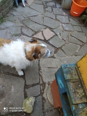 Canis familiaris