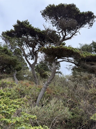 lodgepole pine