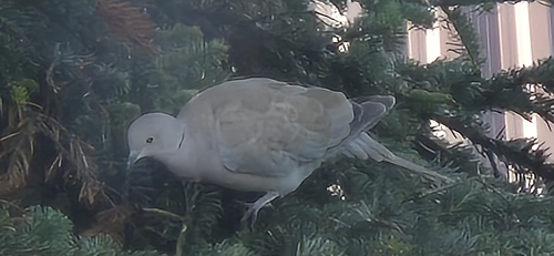 Eurasian Collared-Dove