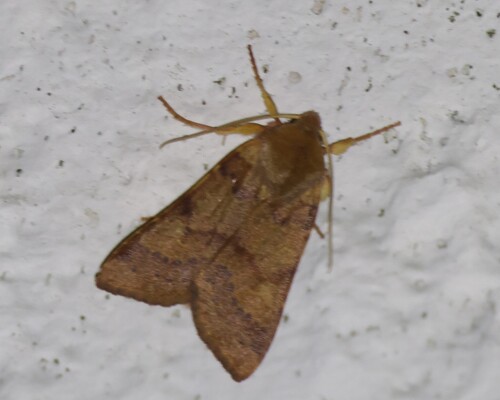 Flounced Chestnut