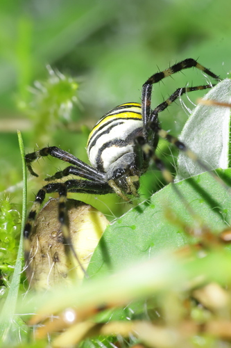 Wasp Spider