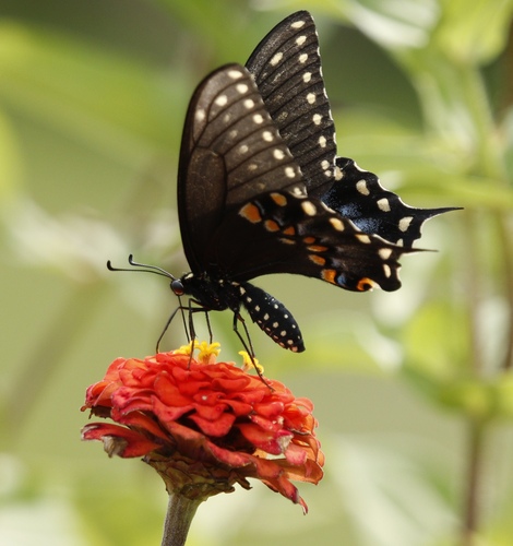 Black Swallowtail