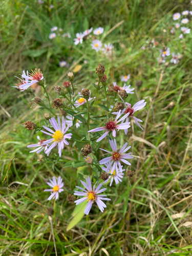 New York aster