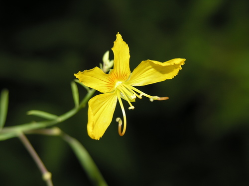 Cleome paradoxa