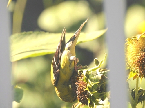 American Goldfinch