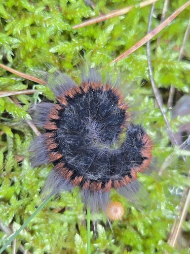 Fox Moth