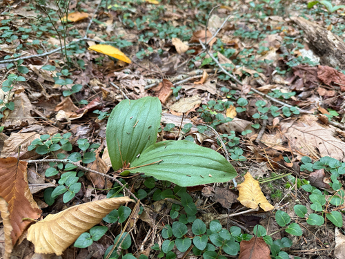 pink lady's slipper