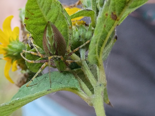 Green Lynx Spider