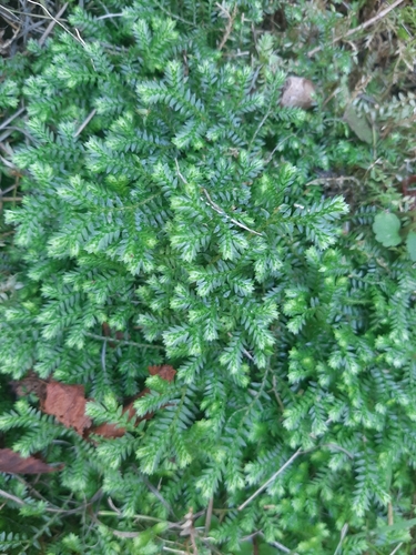 Krauss's clubmoss