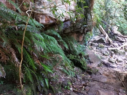 Lomaridium attenuatum observed 2026-09-19