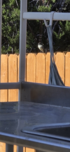Eastern Phoebe