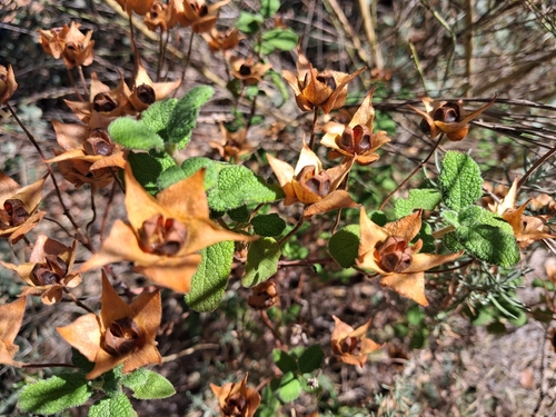 Sage-leaved Rock-rose