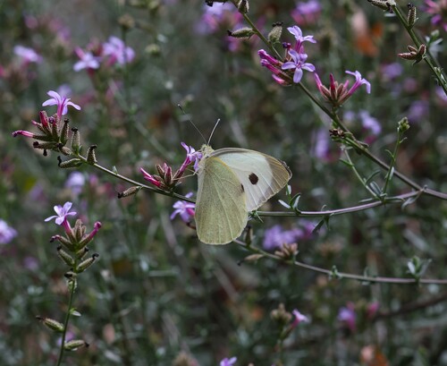 Large White