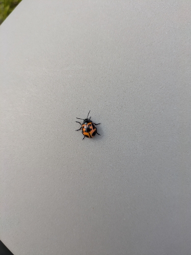 Swamp Milkweed Leaf Beetle