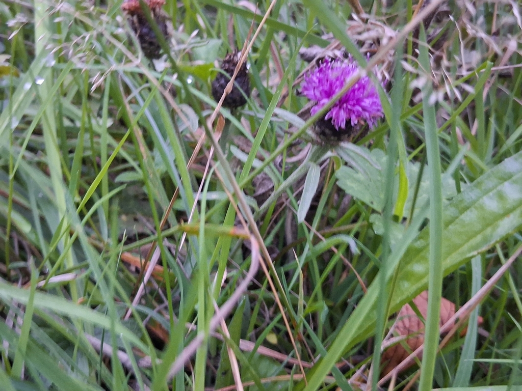 Centaurea nigra; photograph (c) Sabarni Sarker, some rights reserved (CC BY)