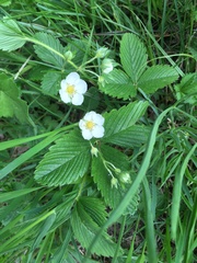 Fragaria viridis