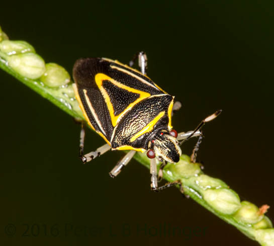 Mormidea triangularis