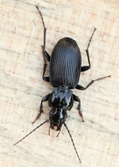 Pterostichus cristatus