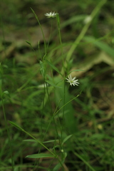 Stellaria longifolia