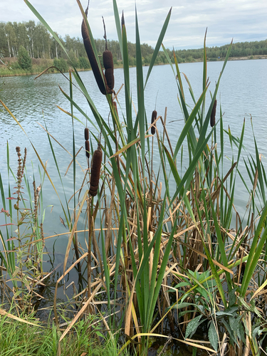 broadleaf cattail
