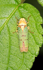 Image of Pseudometopia amblardii