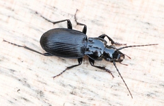 Pterostichus cristatus