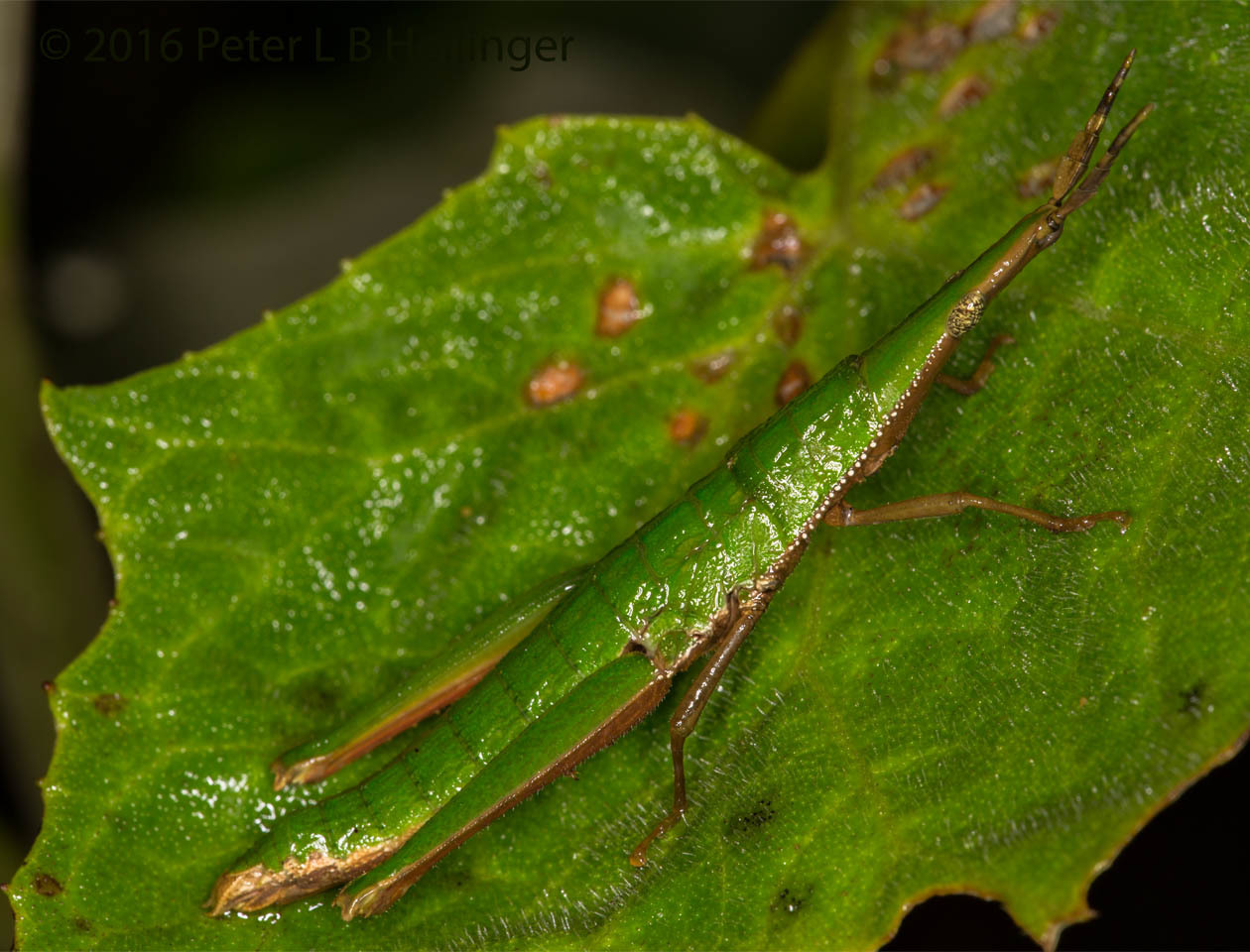 Pyrgomorphidae image