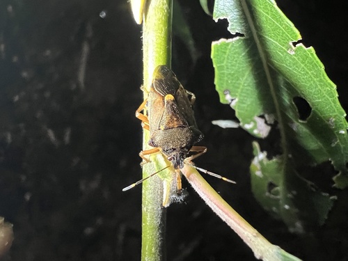 Pinthaeus sanguinipes
