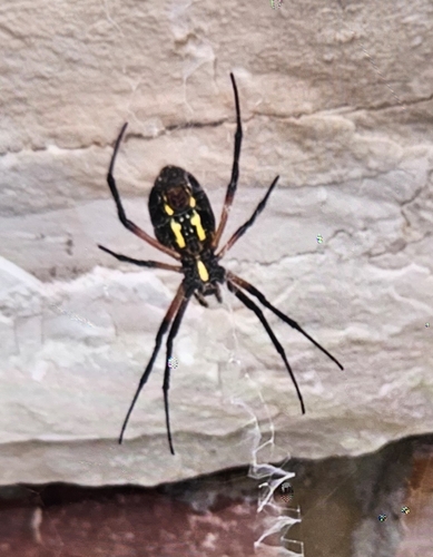 Yellow Garden Spider