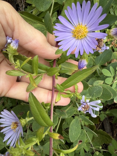 Pacific Aster